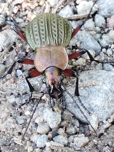 Carabus cancellatus