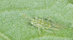 Tinocallis ulmiparvifoliae