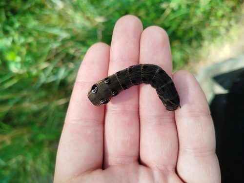 Elephant Hawkmoth