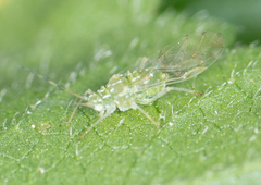 Tinocallis ulmiparvifoliae