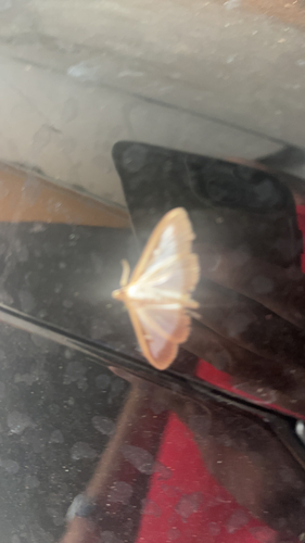 Box Tree Moth