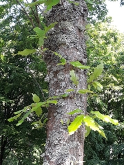 Quercus castaneifolia