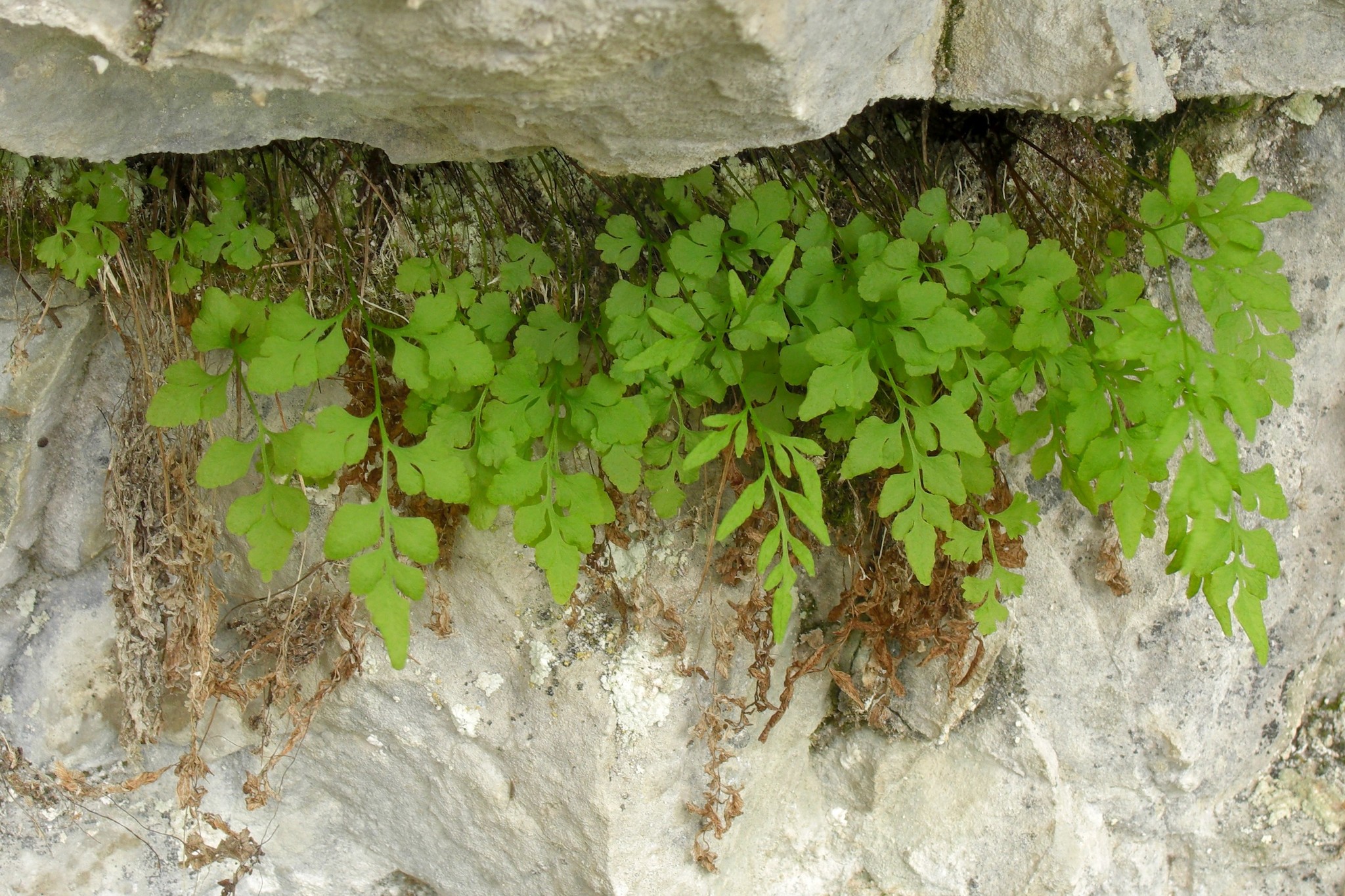 Cryptogramma stelleri
