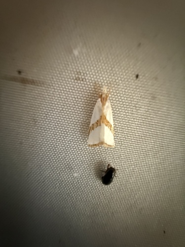 Straight-lined Vaxi Moth