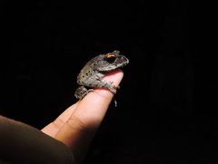 Leptobrachium