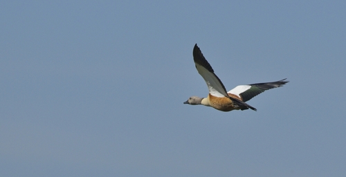 iNaturalist image
