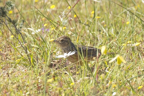 iNaturalist image