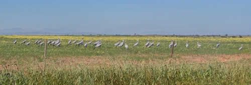 iNaturalist image