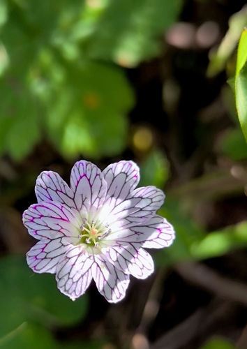 Pencilled Crane's-bill