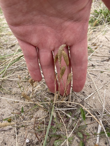 Phleum arenarium observed 2026-08-25