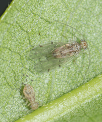 Ectopsocus californicus