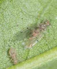 Ectopsocus californicus