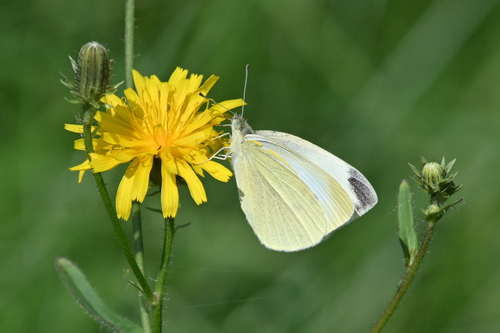 Small White