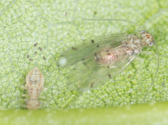 Ectopsocus californicus