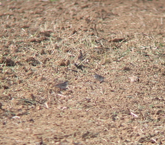 Emberiza chrysophrys