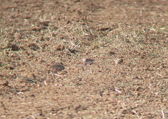 Emberiza chrysophrys