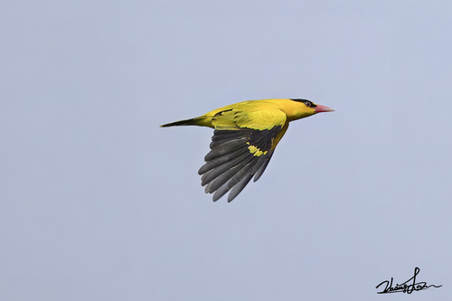 Black-naped Oriole