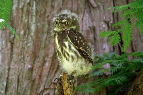 Collared Owlet
