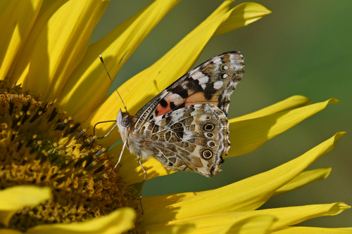 Painted Lady