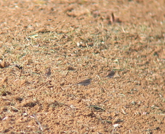 Emberiza chrysophrys