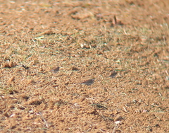 Emberiza chrysophrys