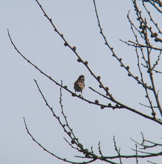 Emberiza chrysophrys