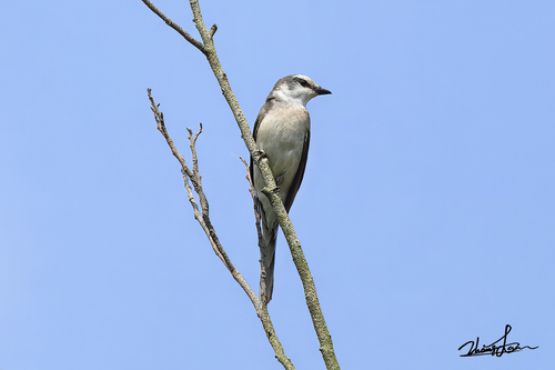 Ashy Minivet