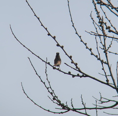 Emberiza chrysophrys
