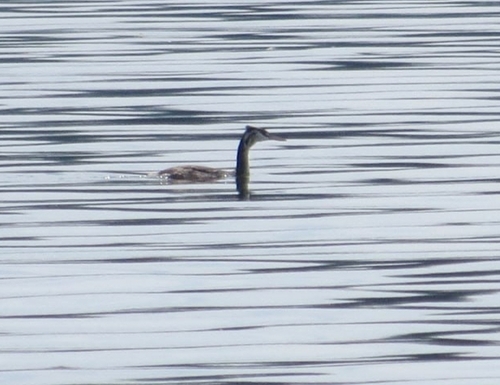 Great Crested Grebe