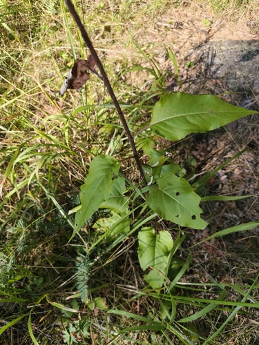 Saussurea controversa, photograph 4