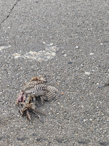 Ring-necked Pheasant