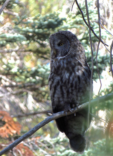 iNaturalist observation photo of Great Gray Owl