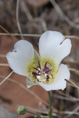 Calochortus ambiguus
