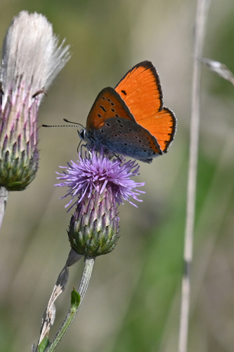 Large Copper