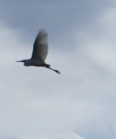 Great Egret