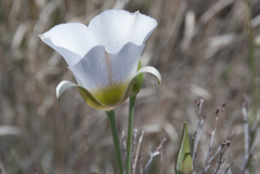 Calochortus ambiguus