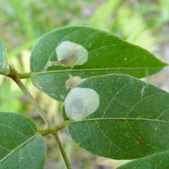 Anarsioses aberrans