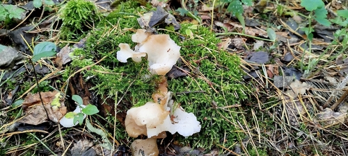 Toothed Jelly Fungus