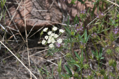 Lomatium nevadense