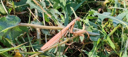European Mantis