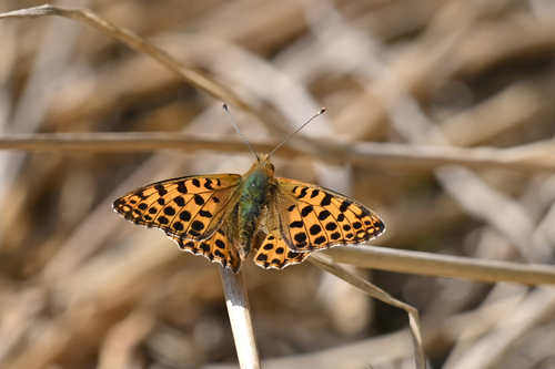 Queen of Spain Fritillary