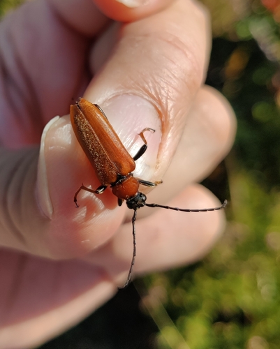 Red Pine Longhorn Beetle