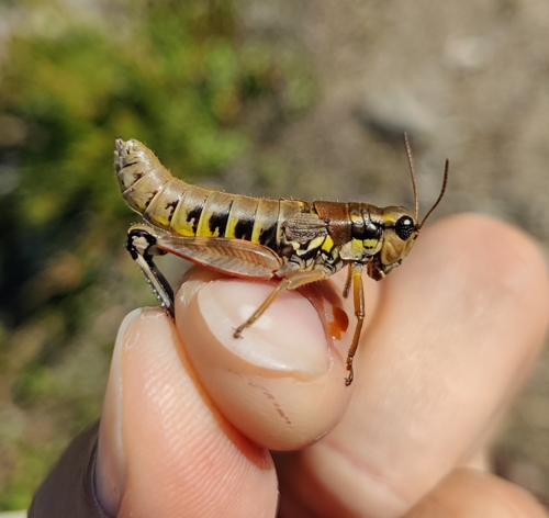 Common Mountain Grasshopper