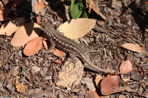 iNaturalist observation photo of Common Sagebrush Lizard