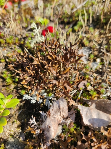 Iceland Lichen