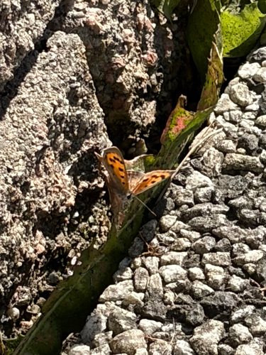 Small Copper