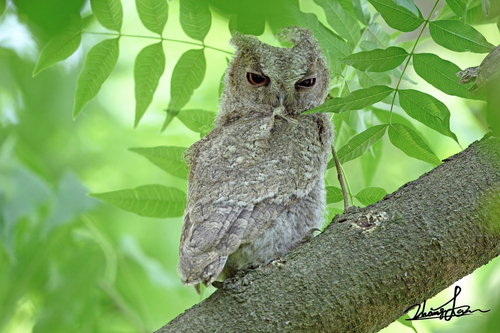 Japanese Scops-Owl