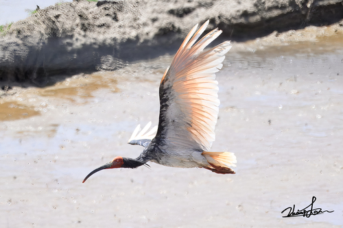 Crested Ibis
