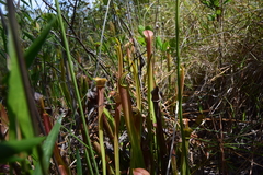 Sarracenia rubra