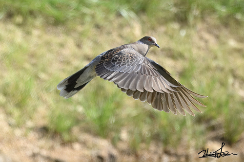 Oriental Turtle-Dove